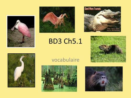 BD3 Ch5.1 vocabulaire. un ours un orignal un aigle.