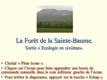 La Forêt de la Sainte-Baume.