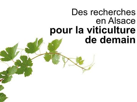 Des recherches en Alsace pour la viticulture de demain.