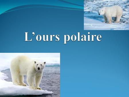 L’ours polaire.