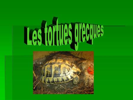 Les tortues grecques.