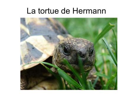 La tortue de Hermann.
