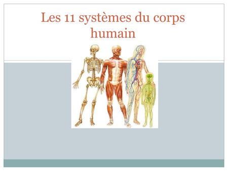 Les 11 systèmes du corps humain