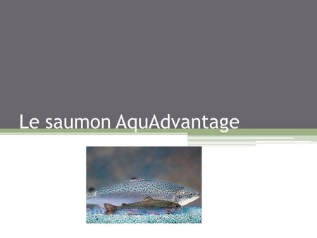 Le saumon AquAdvantage