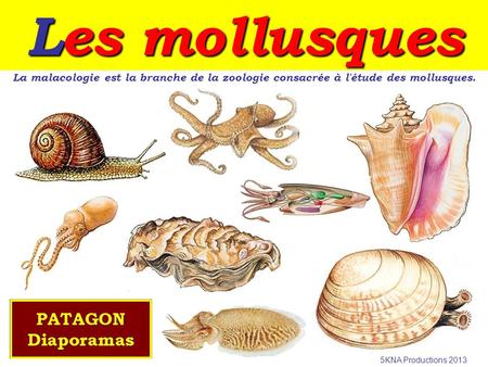 Les mollusques La malacologie est la branche de la zoologie consacrée à l'étude des mollusques. 5KNA Productions 2013.
