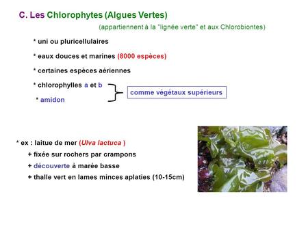 C. Les Chlorophytes (Algues Vertes)
