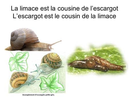 Voici son anatomie. La limace est la cousine de l’escargot L’escargot est le cousin de la limace.