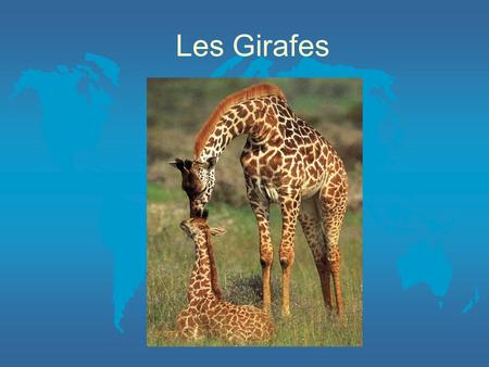 Les Girafes.