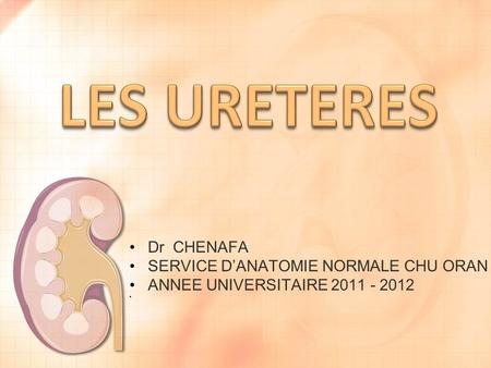 LES URETERES Dr CHENAFA SERVICE D’ANATOMIE NORMALE CHU ORAN