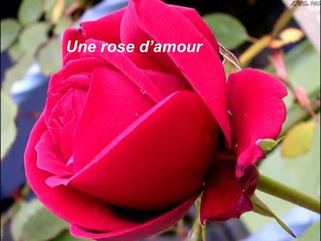 Une rose damour Si chaque personne offrait une rose damour.