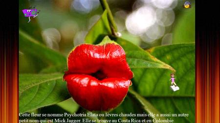 Cette fleur se nomme Psychotria Elata ou lèvres chaudes mais elle a aussi un autre petit nom qui est Mick Jagger. Elle se trouve au Costa Rica et en.