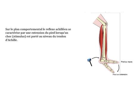 En posant une main sur le muscle du mollet (le soléaire) et l’autre sur le muscle en avant de la jambe (le jambier) au cours de mouvements en extension.