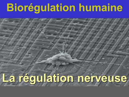 Biorégulation humaine La régulation nerveuse