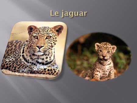 Le jaguar.