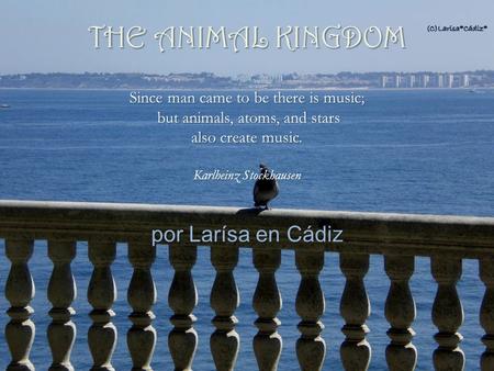 THE ANIMAL KINGDOM por Larísa en Cádiz