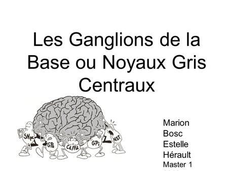 Les Ganglions de la Base ou Noyaux Gris Centraux