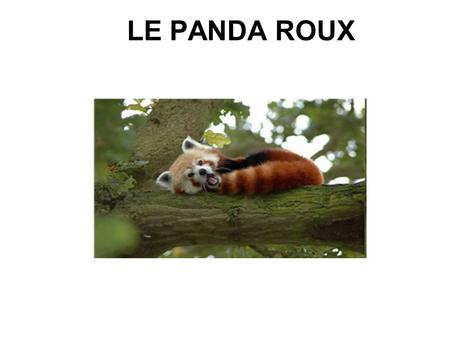 LE PANDA ROUX.