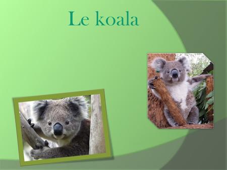 Le koala.