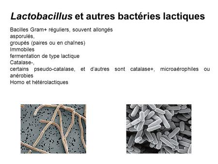 Lactobacillus et autres bactéries lactiques