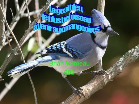 Le geai bleu, le plus bel oiseau à venir aux mangeoires Brian Morneau