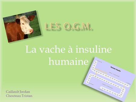 La vache à insuline humaine