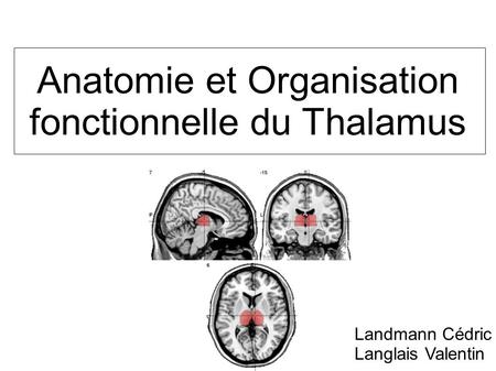 Anatomie et Organisation fonctionnelle du Thalamus