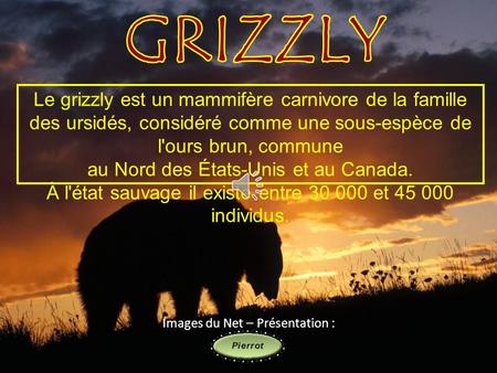 GRIZZLY Le grizzly est un mammifère carnivore de la famille des ursidés, considéré comme une sous-espèce de l'ours brun, commune au Nord des États-Unis.
