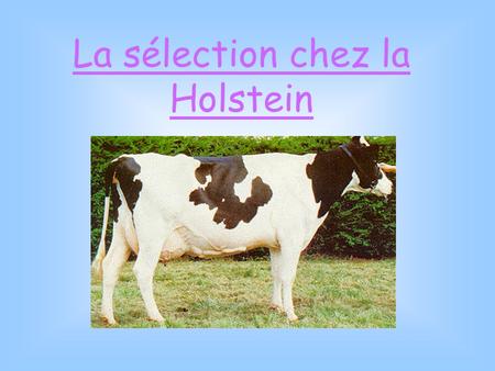 La sélection chez la Holstein