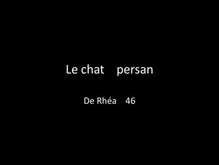 Le chat persan De Rhéa 46.