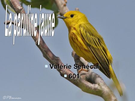 La paruline jaune Valérie Senécal 601.