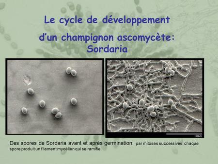 Le cycle de développement d’un champignon ascomycète: Sordaria