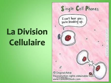 La Division Cellulaire