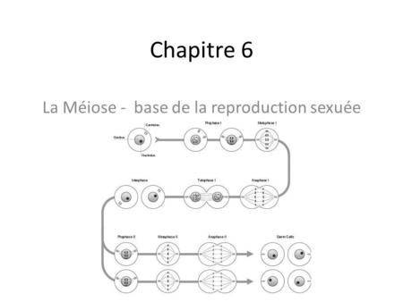 La Méiose - base de la reproduction sexuée