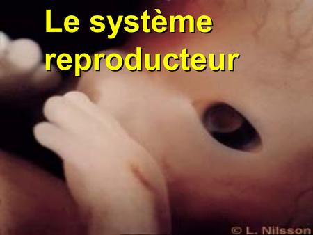 Le système reproducteur