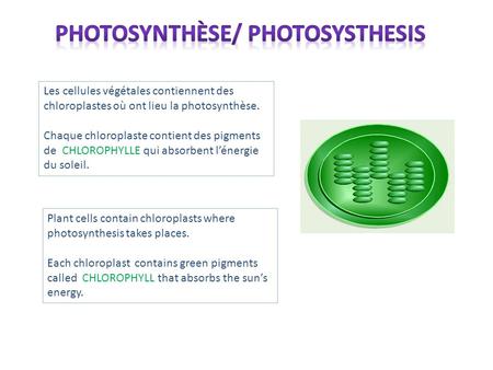 Photosynthèse/ Photosysthesis