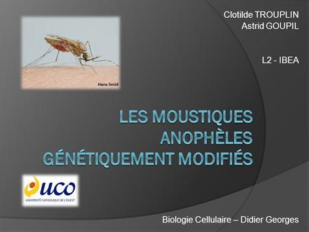 Les moustiques anophèles génétiquement modifiés