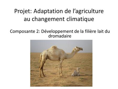 Projet: Adaptation de lagriculture au changement climatique Composante 2: Développement de la filière lait du dromadaire.