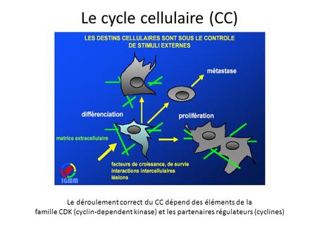 Le cycle cellulaire (CC)