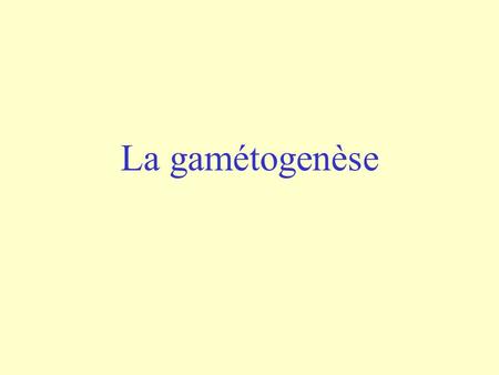 La gamétogenèse.