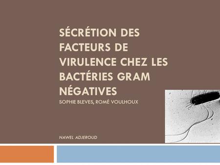 Sécrétion des facteurs de virulence chez les bactéries GRAM négatives sophie bleves, romé voulhoux nawel ADJEROUD.