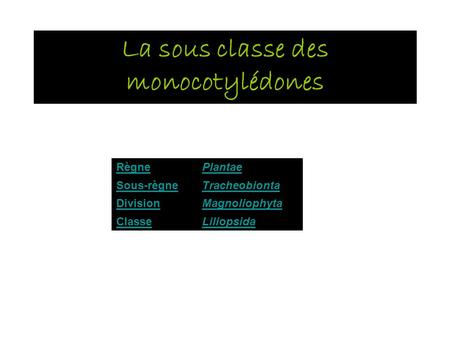 La sous classe des monocotylédones