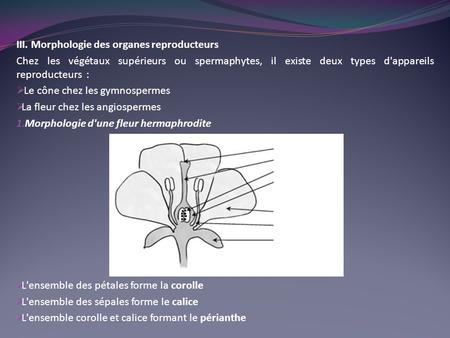 III. Morphologie des organes reproducteurs