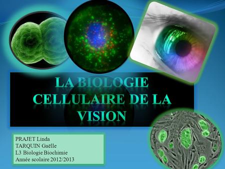 La biologie cellulaire de la vision