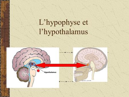 L’hypophyse et l’hypothalamus
