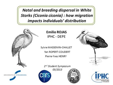 Natal and breeding dispersal in White Storks (Ciconia ciconia) : how migration impacts individuals’ distribution Emilio ROJAS IPHC - DEPE Sylvie MASSEMIN-CHALLET.