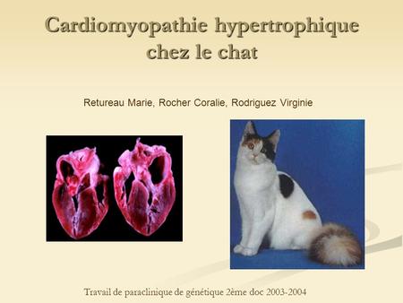 Cardiomyopathie hypertrophique chez le chat