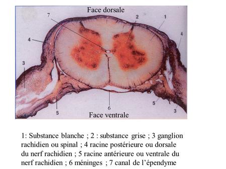Face dorsale Face ventrale