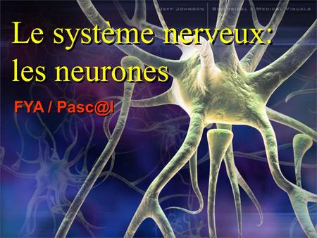 Le système nerveux: les neurones