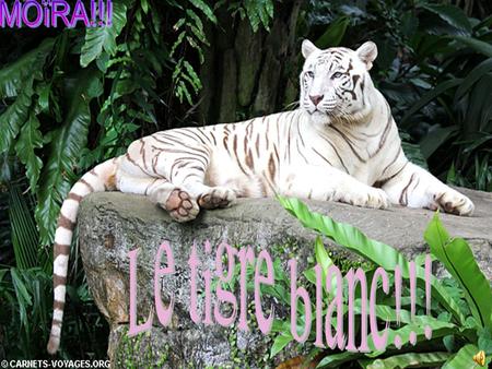 MOïRA!!! Le tigre blanc!!!.