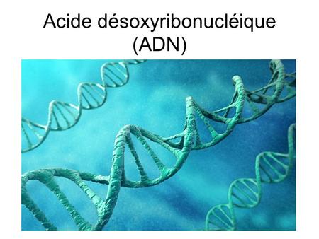 Acide désoxyribonucléique (ADN)